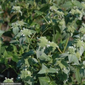 Mountain Mint (Pycnanthemum Muticum) – Short Toothed – 1 Qt Container