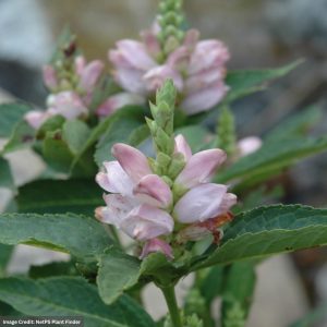 Turtlehead (Chelone) – Glabra – 3 Qt Container