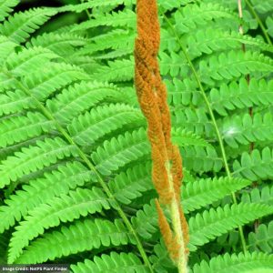 Cinnamon Fern (Osmunda Cinnamonea) – 3 Qt Container