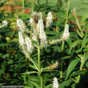 Culver’s Root (Veronicastrum Virginicum) – 3 Qt Container