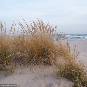 American Beach Grass