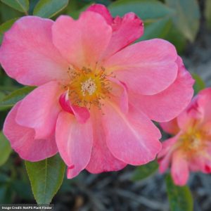 Shrub Rose – Easy Elegance All The Rage – #3 Container