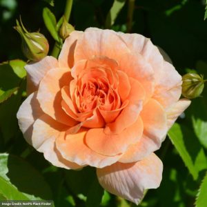 Shrub Rose – At Last – #2 Container