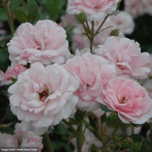 Shrub Rose – Bonica – #3 Container