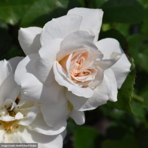 Shrub Rose – Easy Elegance Champagne Wishes – #2 Container