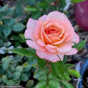 Shrub Rose – Easy Elegance Calypso – #2 Container