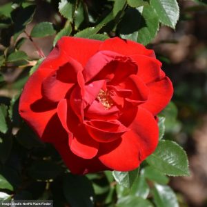 Shrub Rose – Easy Elegance Como Park – #2 Container