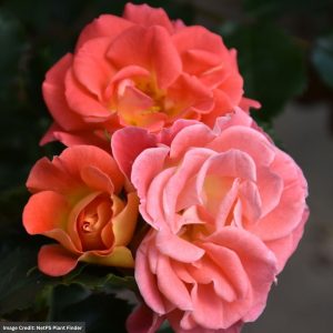 Shrub Rose – Easy Elegance Coral Cove – #3 Container