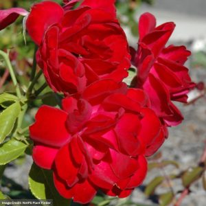Shrub Rose – Easy Elegance My Girl – #2 Container