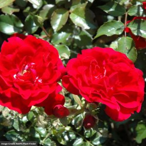 Shrub Rose – Easy Elegance Paint The Town – #2 Container