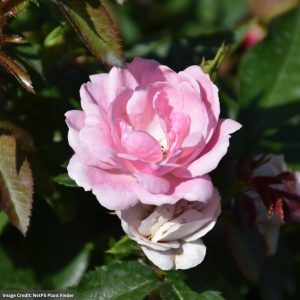 Shrub Rose – Easy Elegance Pinktopia – #2 Container