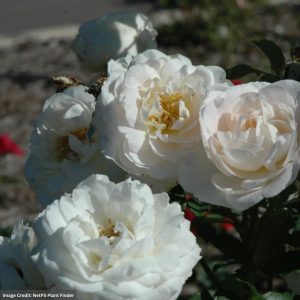 Shrub Rose – Easy Elegance Snowdrift – #2 Container