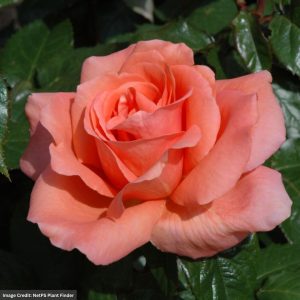 Shrub Rose – Easy Elegance Sweet Fragrance – #2 Container