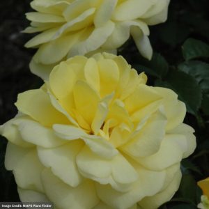Shrub Rose – Easy Elegance Yellow Brick Road – #2 Container