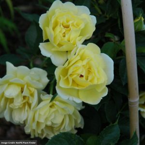Shrub Rose – Easy Elegance Yellow Submarine – #2 Container