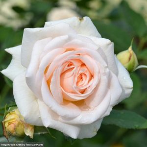 Flower Carpet Rose – Showpiece™ Champagne – #2 Container