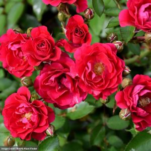 Shrub Rose – Meidiland Fire – #3 Container