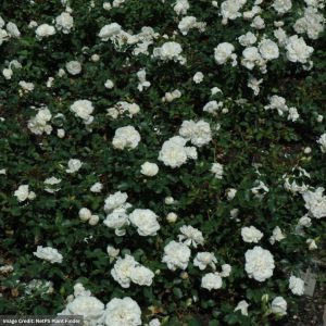 Shrub Rose – White Meidiland – #3 Container