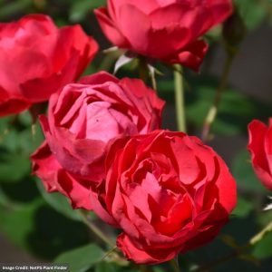 Shrub Rose – Oso Easy Double Red – #2 Container