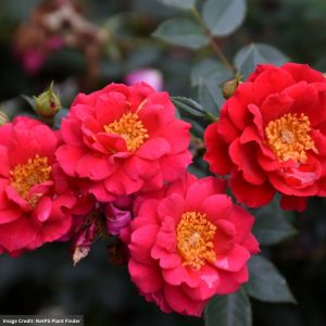Shrub Rose – Oso Easy Urban Legend – #2 Container