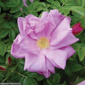 Rugosa Rose - Pink Pavement - #3 Container