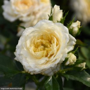 Shrub Rose – Reminiscent Crema – #3 Container