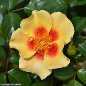 Shrub Rose – Ringo – #3 Container