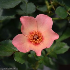 Shrub Rose – Ringo All-Star – #2 Container