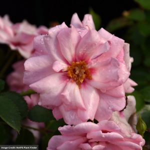 Shrub Rose – Ringo Double Pink – #3 Container