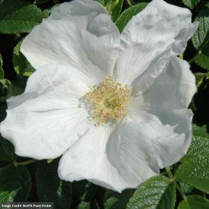 Rugosa Rose – Alba – #3 Container
