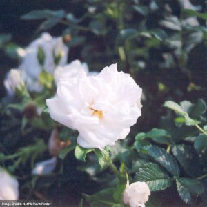 Rugosa Rose – Blanc Double De Coubert – #3 Container