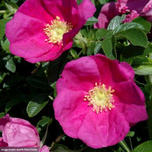 Rugosa Rose – Raspberry Rugostar – #3 Container