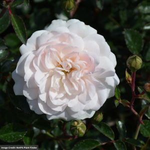 Shrub Rose – Sea Foam – #3 Container