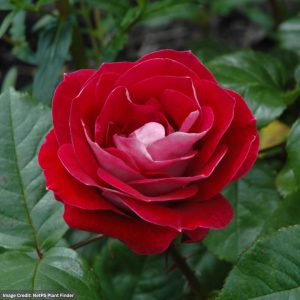 Shrub Rose – Take It Easy – #3 Container
