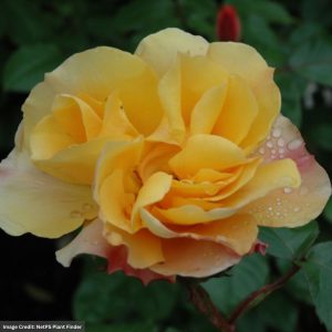 Shrub Rose – Tequila – #3 Container