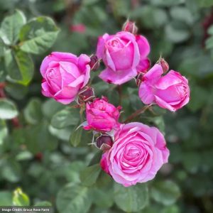 Shrub Rose – Cathedral Bells – #3 Container