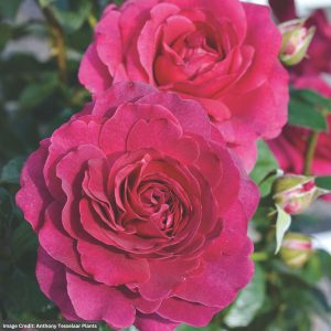 Flower Carpet Rose - Showpiece™ Berry - #2 Container
