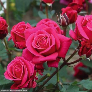 Flower Carpet Rose - Showpiece™ Lipstick - #2 Container