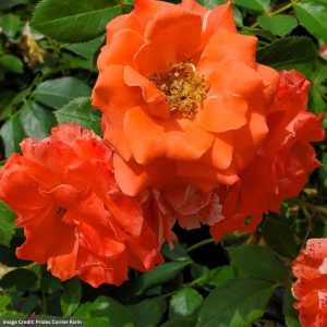 Shrub Rose – Patriot Dream – #3 Container
