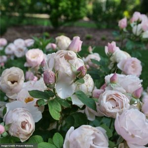 Shrub Rose – Flavorette Pear’d – #2 Container