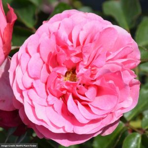 Shrub Rose – Leonardo De Vinci – #3 Container