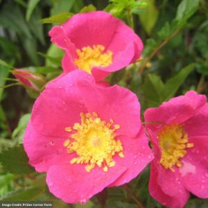 Shrub Rose – Virginiana – #2 Container