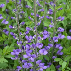 False Indigo (Baptisia Australis) – Blue – #1 Container