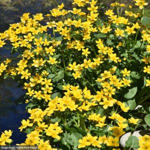 Marsh Marigold (Caltha Palustris) – 1 Qt Container