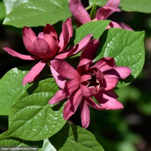 Sweetshrub - Common - #2 Container