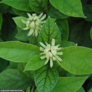 Sweetshrub - (Carolina) Athens - #2 Container