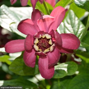 Sweetshrub - Aphrodite - #3 Container