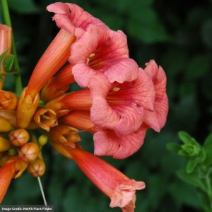 Trumpet Vine (Campsis Radicans) – #2 Container