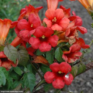 Trumpet Vine – Summer Jazz™ Fire – #2 Container