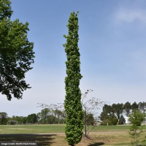 Sweet Gum - Slender Silhouette - 2-2.5" Caliper - B&B